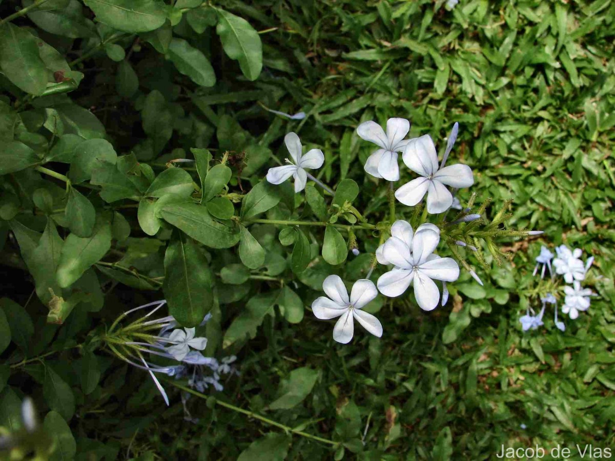 Plumbago auriculata Lam.
